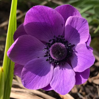 Anemone coronaria De Caen (Mix)