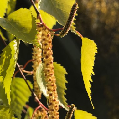 Betula pendula