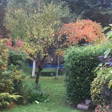 Robert's garden