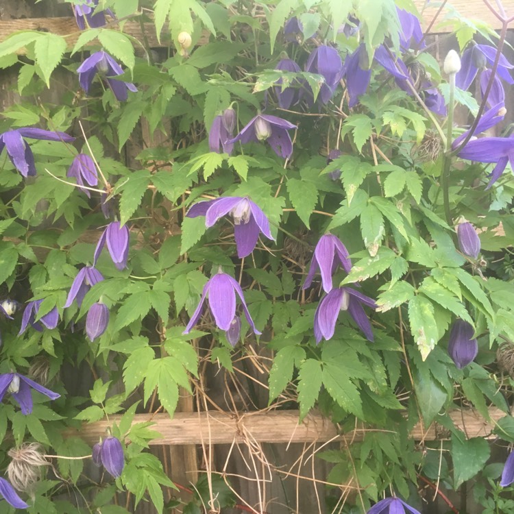 plant image 670760