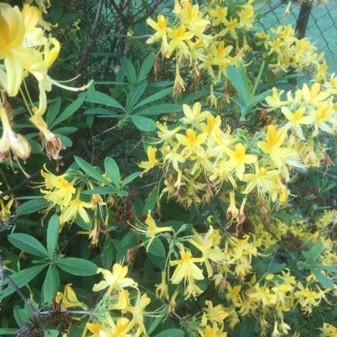 Robert's garden