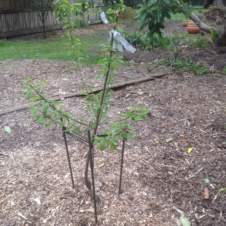 plant image 567732