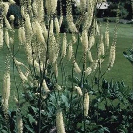Actaea Racemosa Syn Cimicifuga Racemosa Black Snakeroot Uploaded By Rbrogan