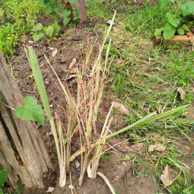 Lemon Grass