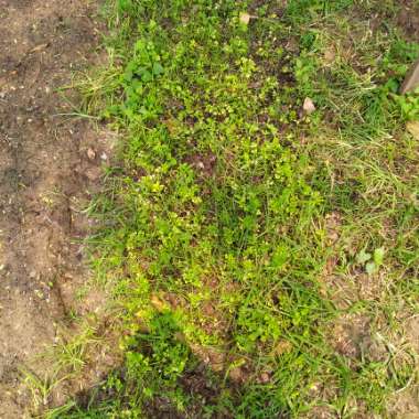 Coriander