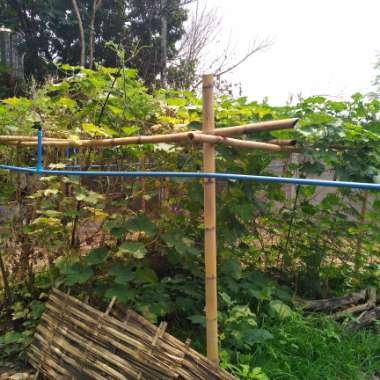 Robert's garden