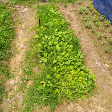 Robert's garden