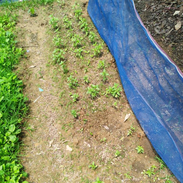 plant image 1266720 plant image 1266720