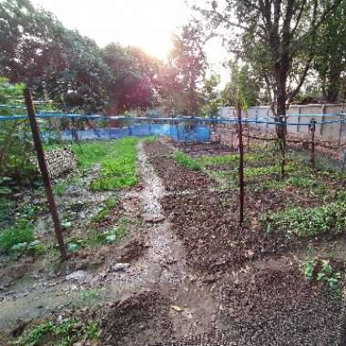 Robert's garden