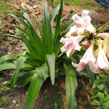 Robert's garden