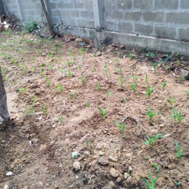 Sweet Corn
