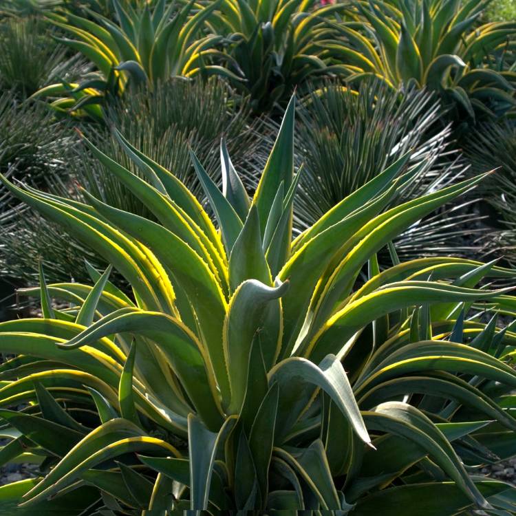 Plant image Agave desmettiana Variegata