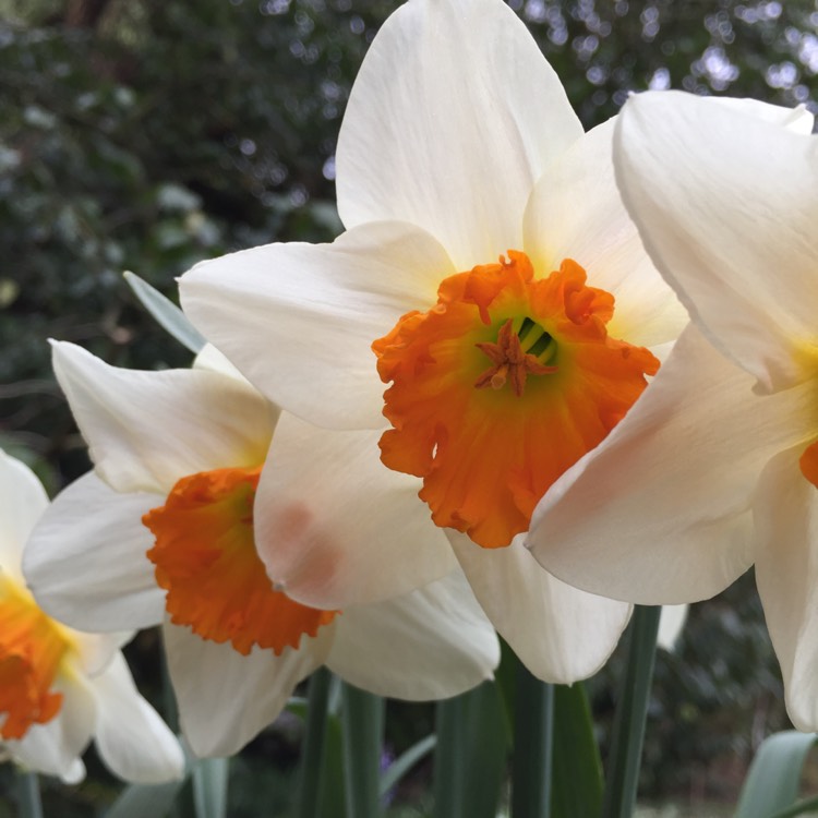 Plant image Narcissus 'Cragford'