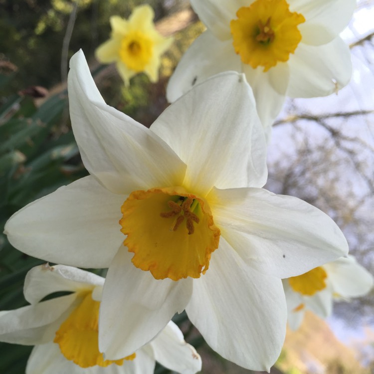 Plant image Narcissus 'Cynosure' syn. Narcissus 'Incomparabilis Albidus Leedsii'