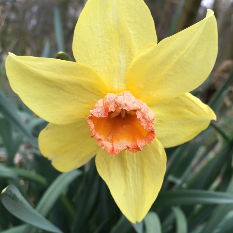 Plant image Narcissus 'Therapia'