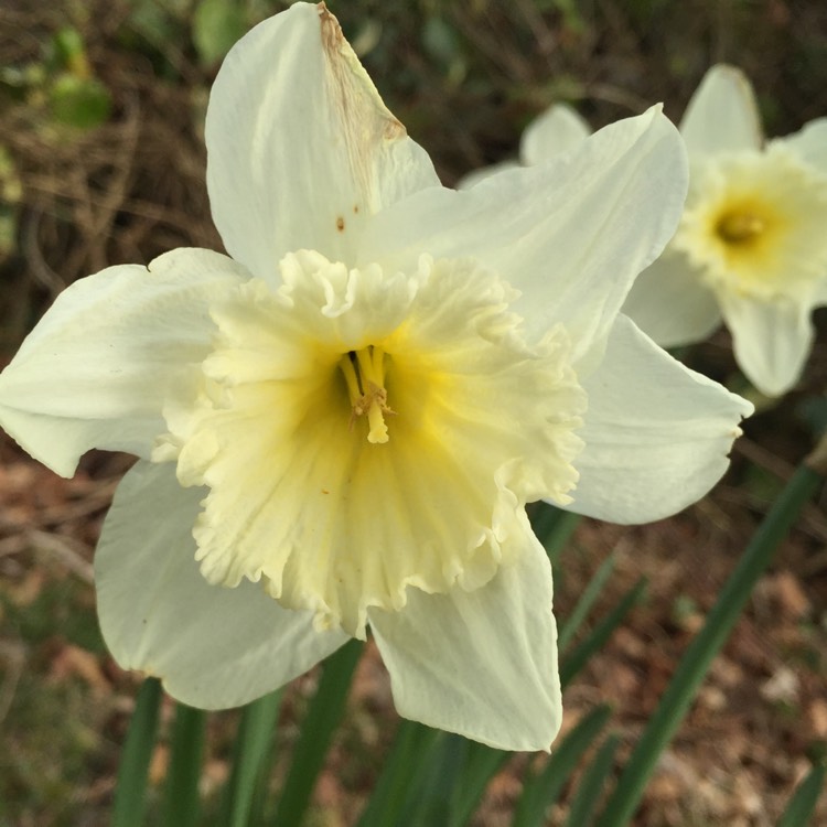 Plant image Narcissus 'Jules Verne'