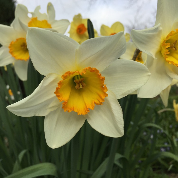 Plant image Narcissus 'Therapia'