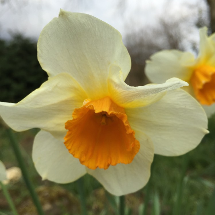 Plant image Narcissus 'Elvira'