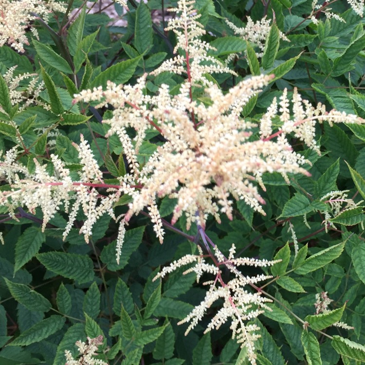 Plant image Astilbe x japonica 'Deutschland'