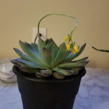 Echeveria 'Pulidonis'