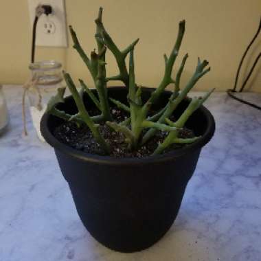 Pencil Cactus