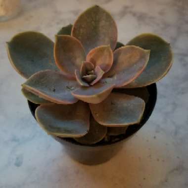 Echeveria 'Perle Von Nurnberg'