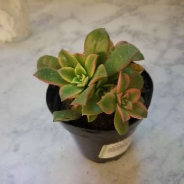 Aeonium 'Kiwi'