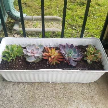 Reagan's garden