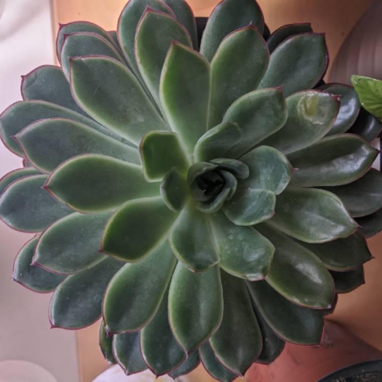 Plant image Sempervivum Bluetime