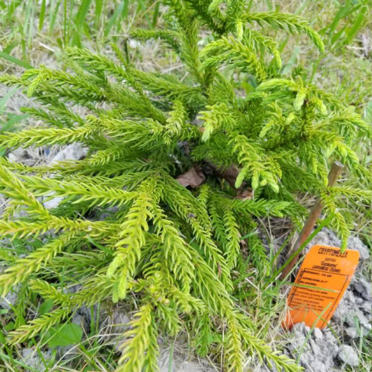 Plant image Cryptomeria japonica 'Little Diamond'