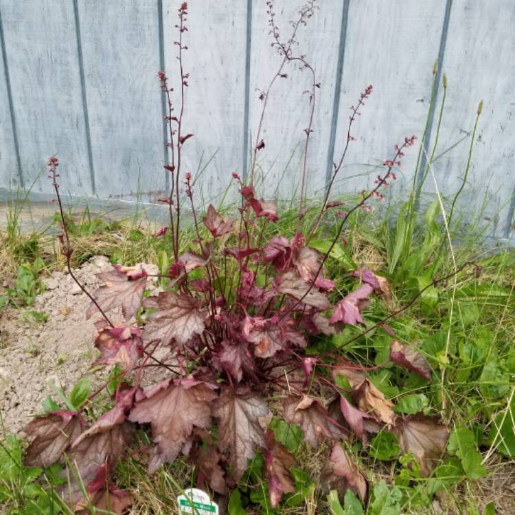 plant image 444571