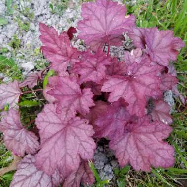 Alumroot 'Grape Soda'