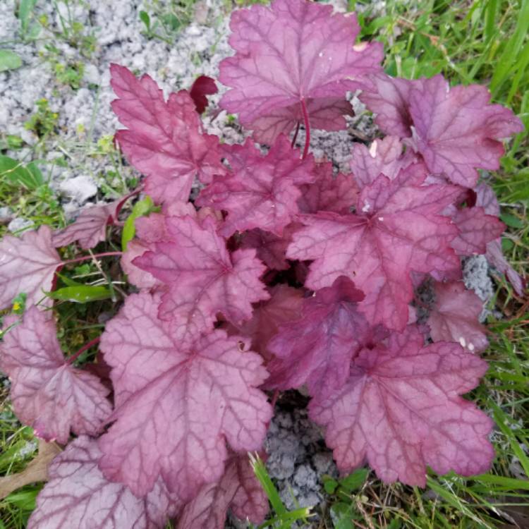 Plant image Heuchera 'Grape Soda'