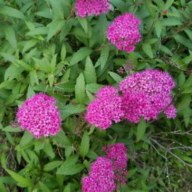 Spiraea