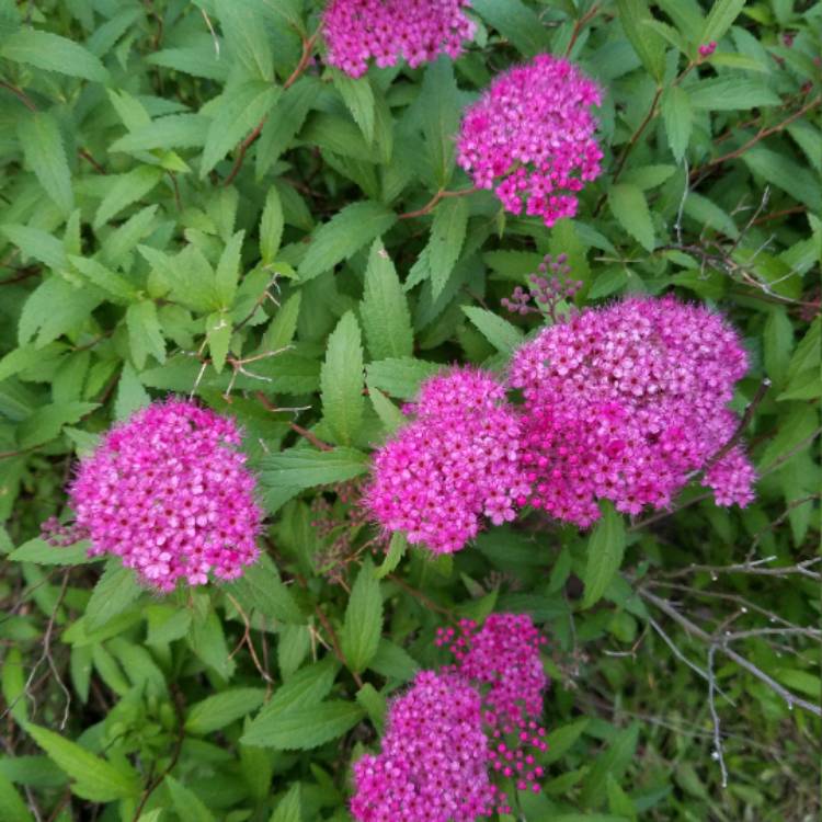 plant image 444577