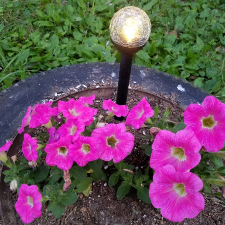 Plant image Petunia 'Sunsurfcoparu' (Surfinia Series) syn. Petunia 'Patio Hot Pink'