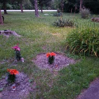 Michelle's garden