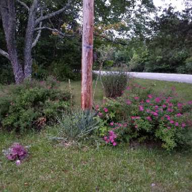Michelle's garden