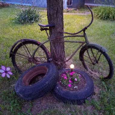 Michelle's garden