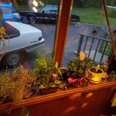 Michelle's garden