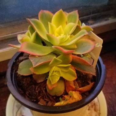 Aeonium 'Kiwi'
