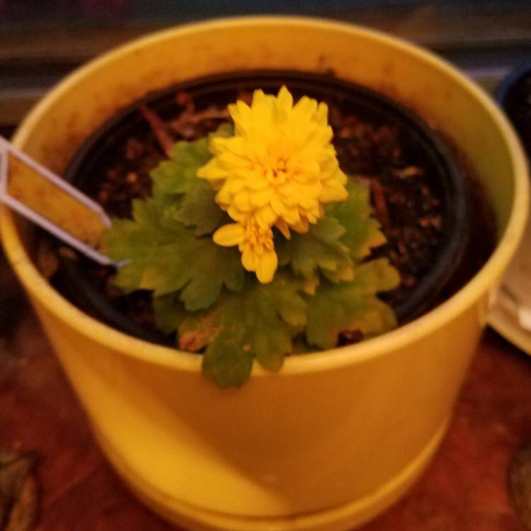 Plant image Chrysanthemum 'Poppins Yellow Jewel'