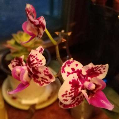 Phalaenopsis orchid Purple and White