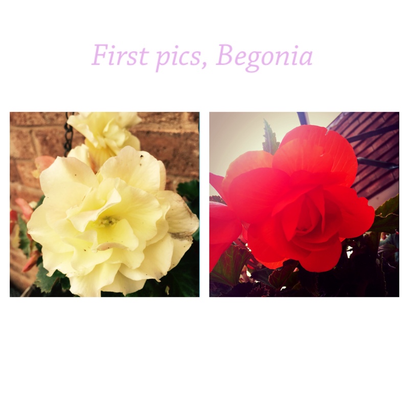 Trailing begonia 'Fragrant Falls Lemon'