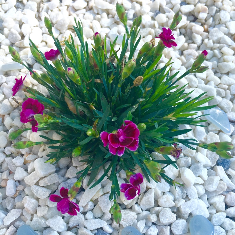 Plant image Dianthus 'Pink Kisses'