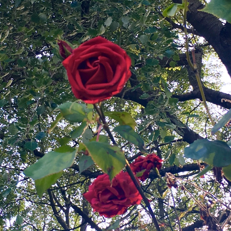 Rose 'Alec's Red' (Hybrid Tea)