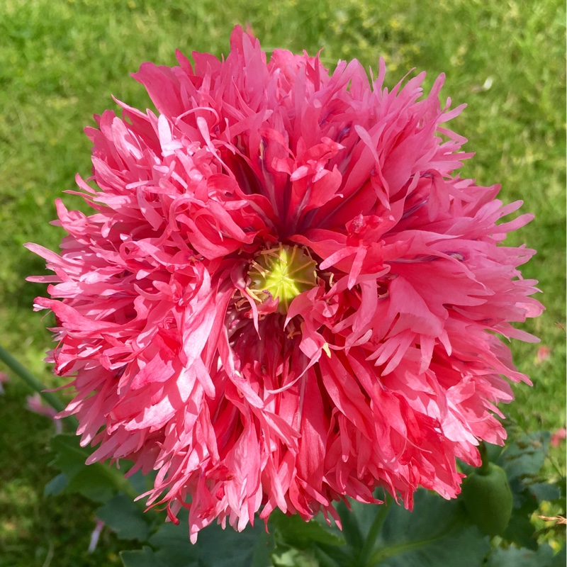 Peony Poppy 'Prom Puff'