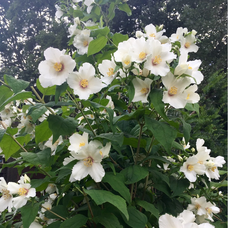 Becki's garden