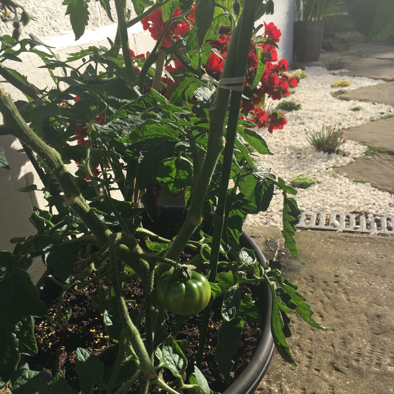 Becki's garden