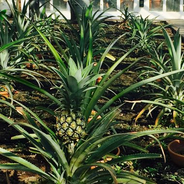 Pineapple